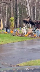 Scaredy Moose Run From Halloween Decorations
