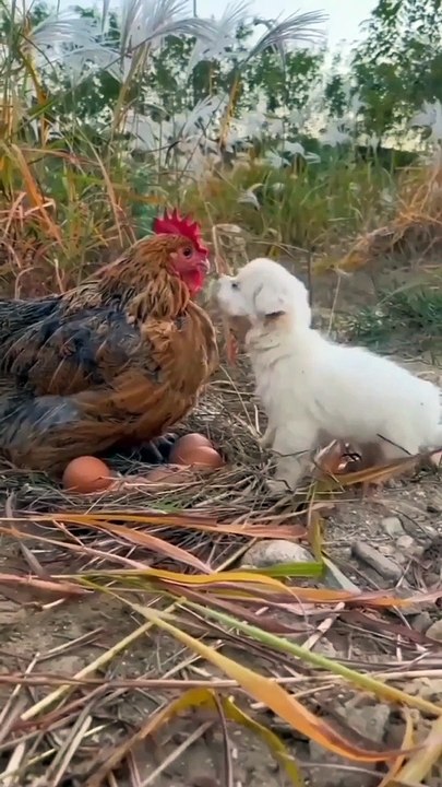 Funny Animal Videos Funniest Dogs and Cats 2022
