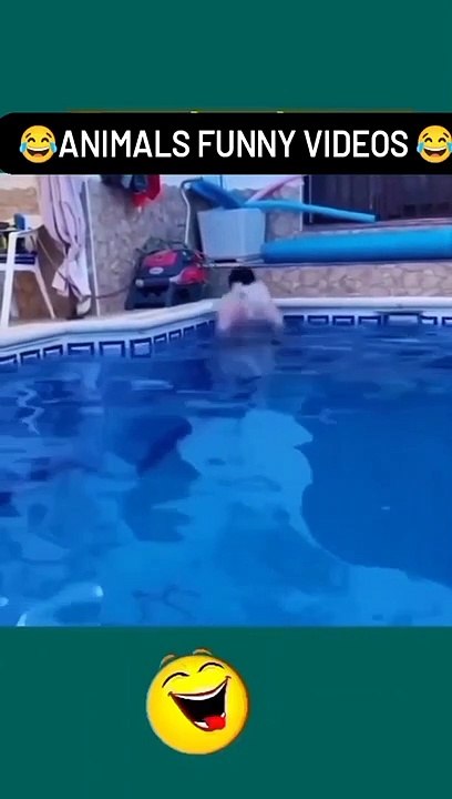 Funny animal videos