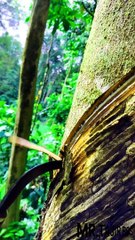 Extereme tapping Rubber