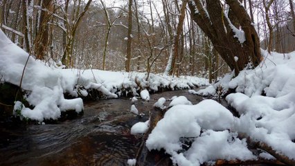 snowfall, stream, water sound and trees