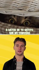 Datos sobre tu 'michi' que seguro no conocías