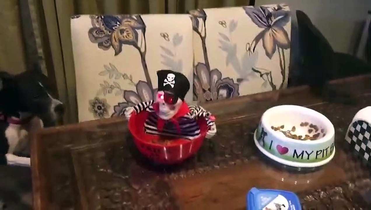 Try Not To Laugh - Funniest Cat Videos on the Planet #1 - Best Funny Animal Video