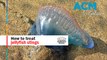How to treat jellyfish stings | Australian Academy of Science