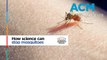 How science can stop mosquitos | Australian Academy of Science