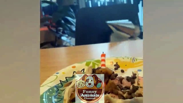 Funniest Dogs Reaction Video | My Stupid Dog Gets Angry With Foods | The Animals PETS