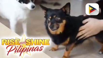 Mga dapat gawin sa mga alaga bilang paghahanda sa Bagong Taon