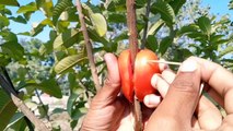 How To Growing Guava From Cutting through Air Layering Guava Tree In Tomato process