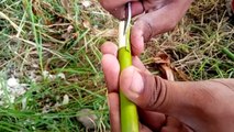 How to Cutting Mango Tree Use Rooting Hormone In Banana Tree Trunk - The best method