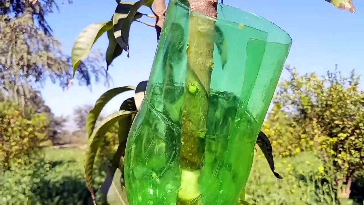 How to Grow Mango Tree Using Natural Rooting Guava Hormone | Amazing Technique