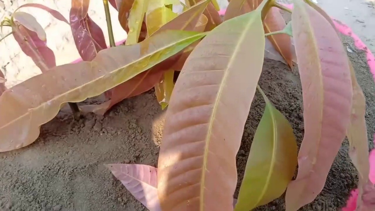 Unique Style | How To Grow Mango Tree In Cucumber