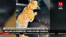 En Querétaro, hallan cachorro de tigre en una cajuela tras revisión vehicular