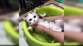 Baby_Cats_-_Cute_and_Funny_Cat_Videos_Compilation_#63_|_Aww_Animals(360p)
