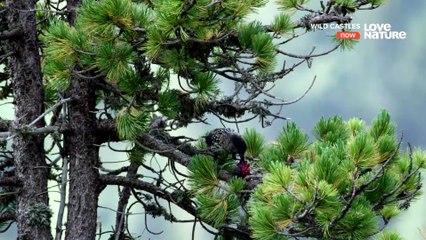 Wild Castles - Neuschwanstein - The False Paradise