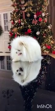 funny puppy wathc a new video about super funny cats and cuts kittnas every sunday ! starring: cute cat coco.rocky and r5 funny dancing funny kittens. today rocky and co (cute cat and kittens) celebrates their third birthday #funnykittens