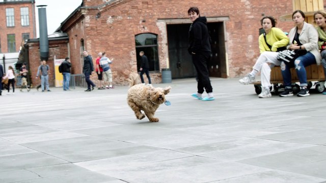 funny puppy wathc a new video about super funny cats and cuts kittnas every sunday ! starring: cute cat coco.rocky and r5 funny dancing funny kittens. today rocky and co (cute cat and kittens) celebrates their third birthday #funnykittens