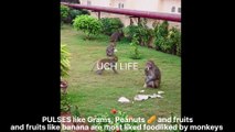 Beautiful monkeys | UCH LIFE | JOY OF FEEDING MONKEYS | PURI BADADANDA MONKEYS |