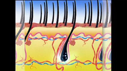 101 Herbal Hair Regrowth Solution - Herbal Treatment