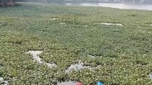 भिण्ड:जलकुंभी से भरा पड़ा है गौरी सरोवर,नही हो रही साफ-सफाई,प्रशासन बनी लापरवाह