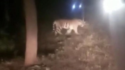 विजयराघवगढ:सड़क पार करते दिखे 3 खूंखार टाइगर,लोगों में दशहत का माहौल,वीडियो हुआ वायरल