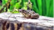 Frogs /sound of frogs for children /Important information about frogs