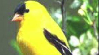 Birds and animal sounds