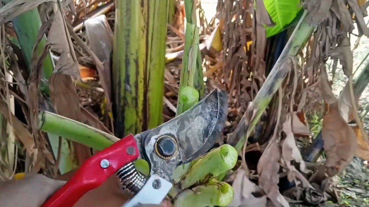 How To Grow Mango Tree In Banana Tree Branches Successfully | This is Unique Skill