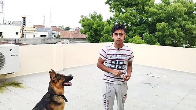 How to train 7 basic commands to your dog at home