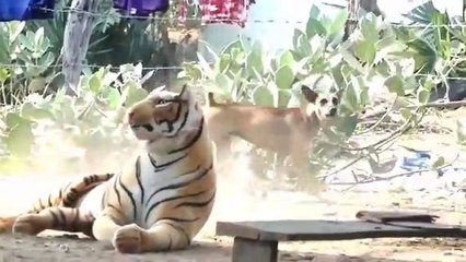 Troll prank funny video on dogs vs toy lions#viral video