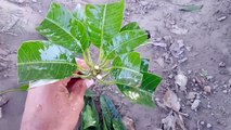 Have you ever see Grafting Mango | How To Grow Mango Tree with Potato In Banana Tree Trunk