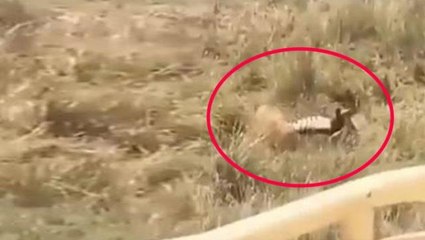 Hırçın aslan zebrayı tam parçalıyordu ki kafasını kaldırdığında büyük bir dehşet yaşadı