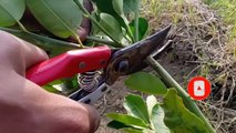 Easy method to propagate lemon tree from cuttings