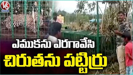 Forest Officers Trapped Leopard At AP Karnataka Border  _ Chittoor _  V6 News