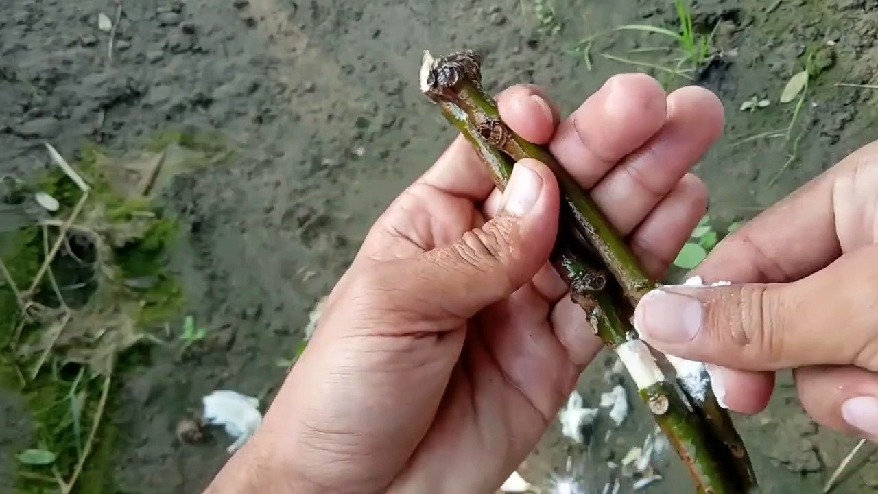 Grow Mango Tree In Crinum Lily From Cutting - How to