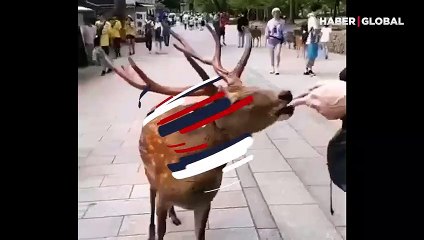 Kendisine yiyecek veren turiste teşekkür eden geyik