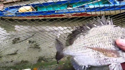 Lần đầu đi theo mấy anh bắt đăng trúng bầy cá tráp khủng l Một cần giờ