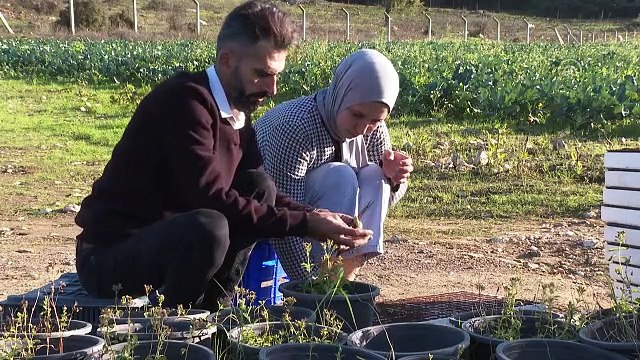 Stevia bitkisi üreten ziraat mühendisi, ürünün yaygınlaşması için çalışıyor