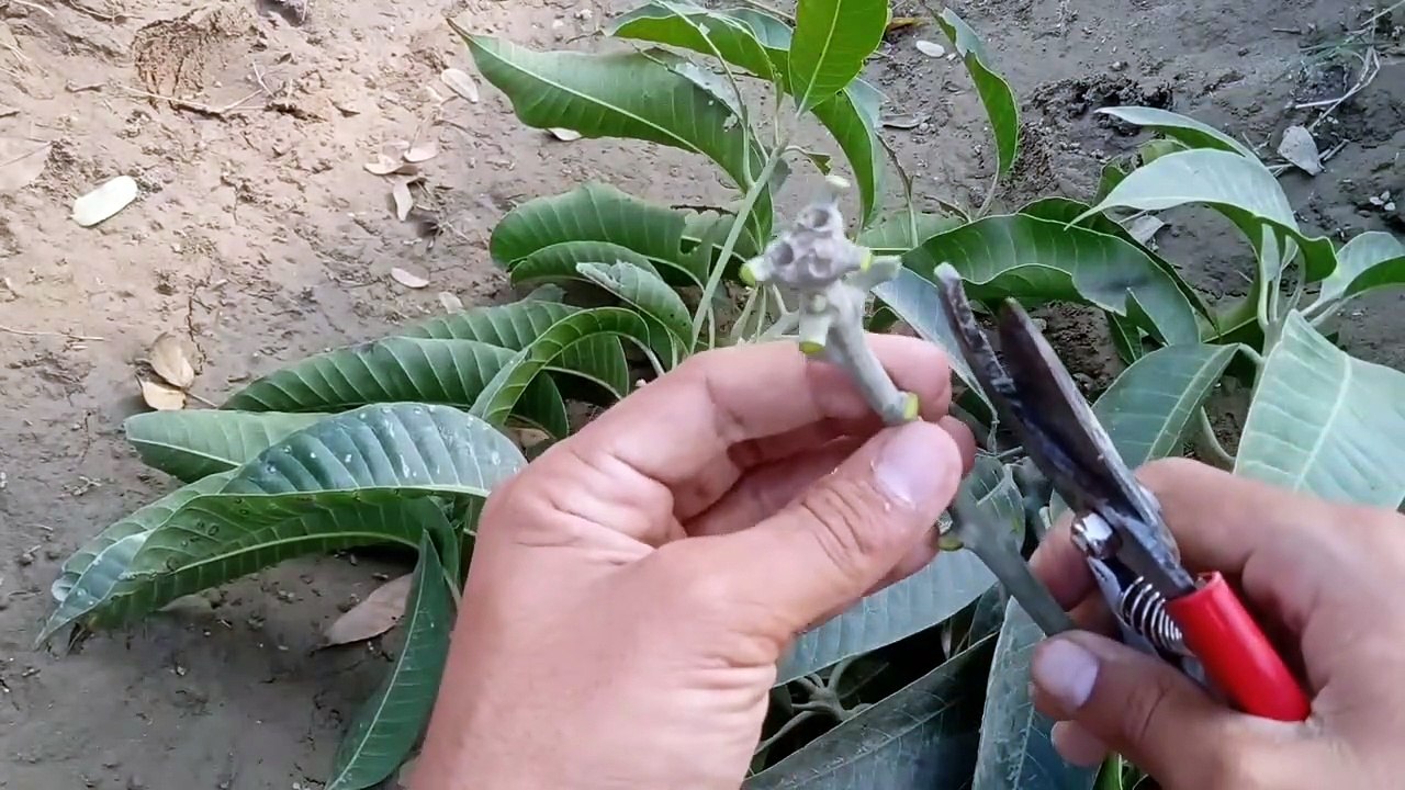 Amazing method and Unique - The Propagation Mango Tree Cutting In Orange Fruit