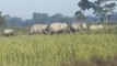 लखीमपुर खीरी: किसानों की खड़ी फसलों को जंगली हाथियों ने किया बर्बाद, देखें वीडियो