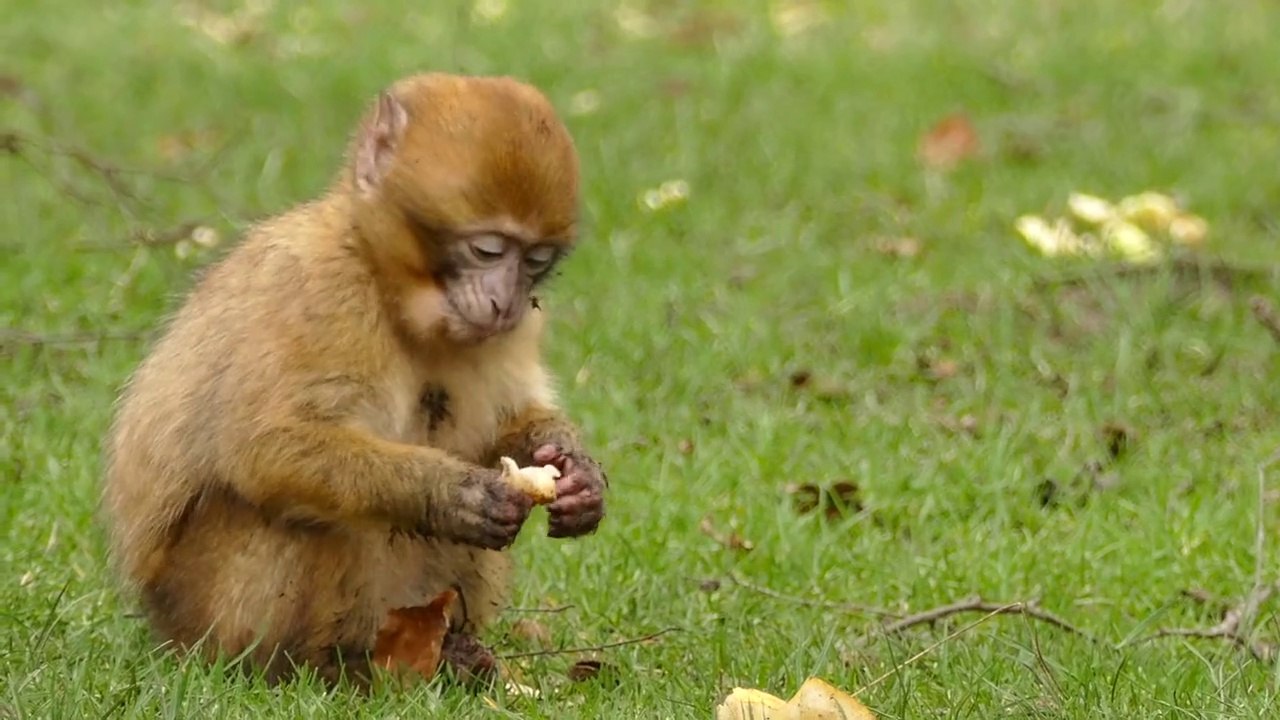 Funny monkey