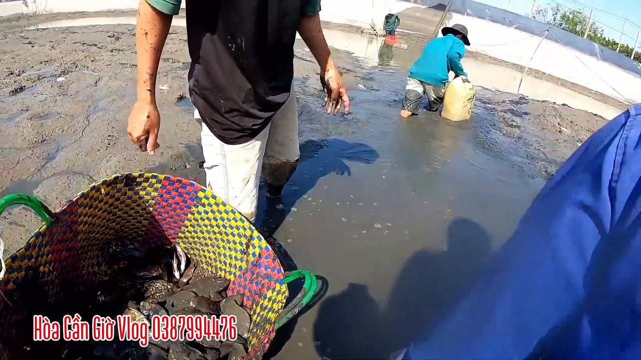 BẮT CÁ AO MỎI TAY VẪN CHƯA HẾT CÁ