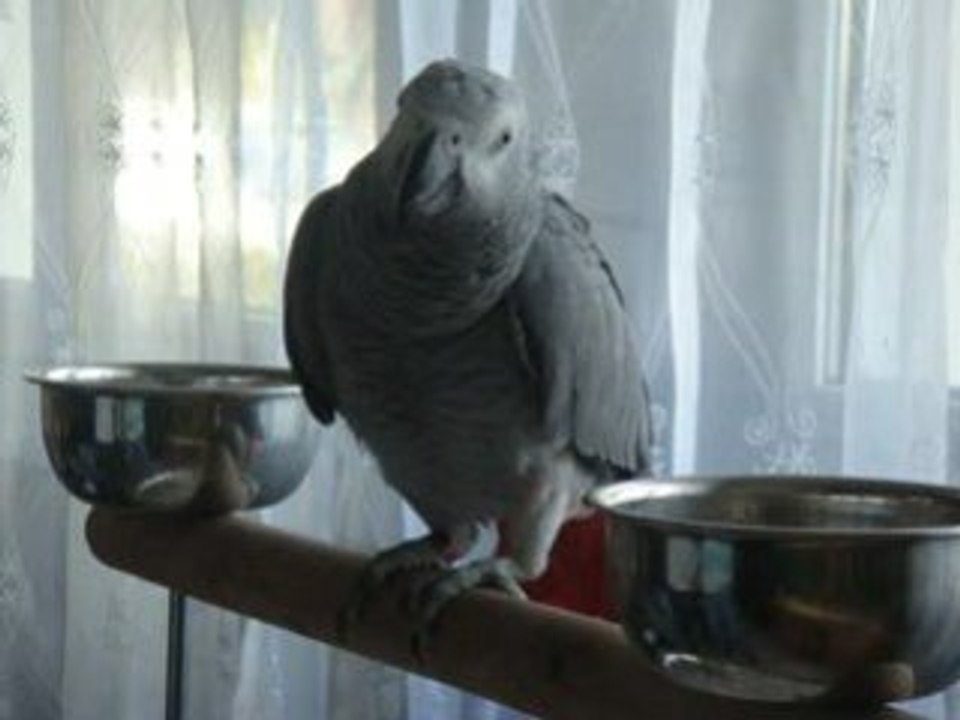 gris du gabon perroquet  zazou 3 turkish