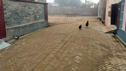 Our hen farm house and dog billu