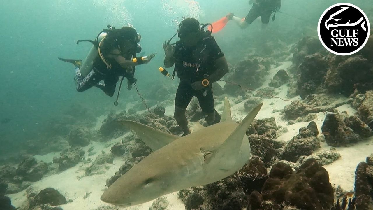 Father and daughter diving