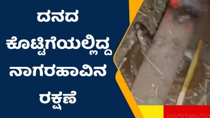 ದನದ ಕೊಟ್ಟಿಗೆಯಲ್ಲಿ ಅಡಗಿದ್ದ ಭಾರಿ ಗಾತ್ರದ ನಾಗರಹಾವು ರಕ್ಷಣೆ!