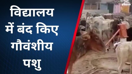 शाहजहांपुर: आवारा पशुओं के निदान न होने से किसानों से स्कूल में बांध दिए पशु