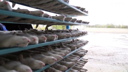 Nach Massenkeulung: Was wird aus Dänemarks Nerzzüchtern?