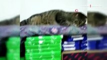 Diyeti bozan obez kedi asma tavanı çökertti
