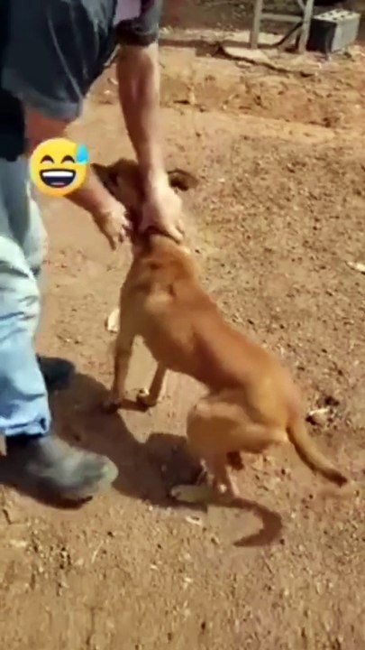CUTE DOGS