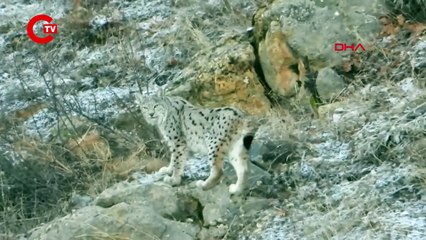 15 yıl izini sürdüğü vaşağı yakından görüntülemeyi başardı